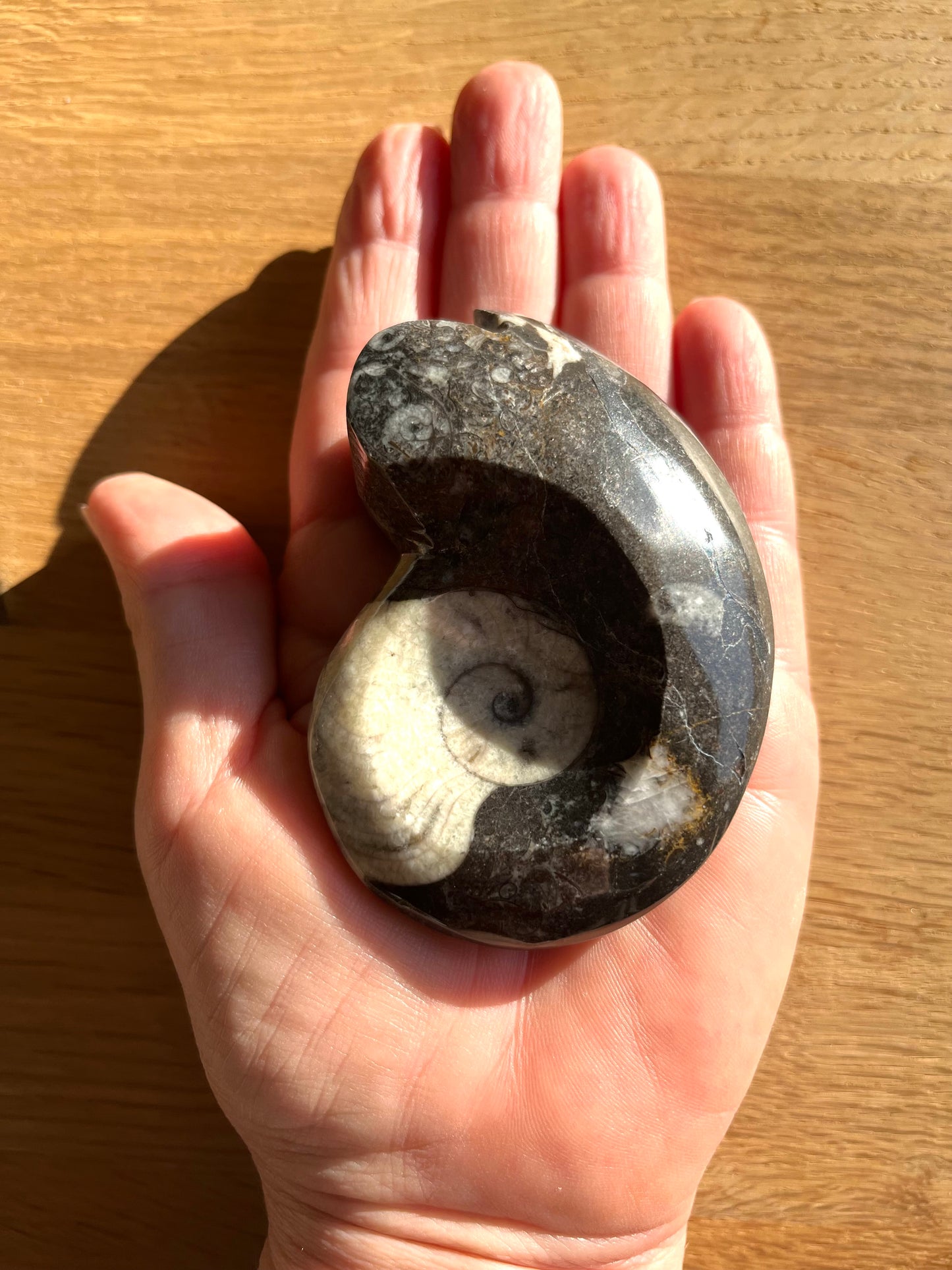Goniatite 8.5cm du Maroc promo 28€