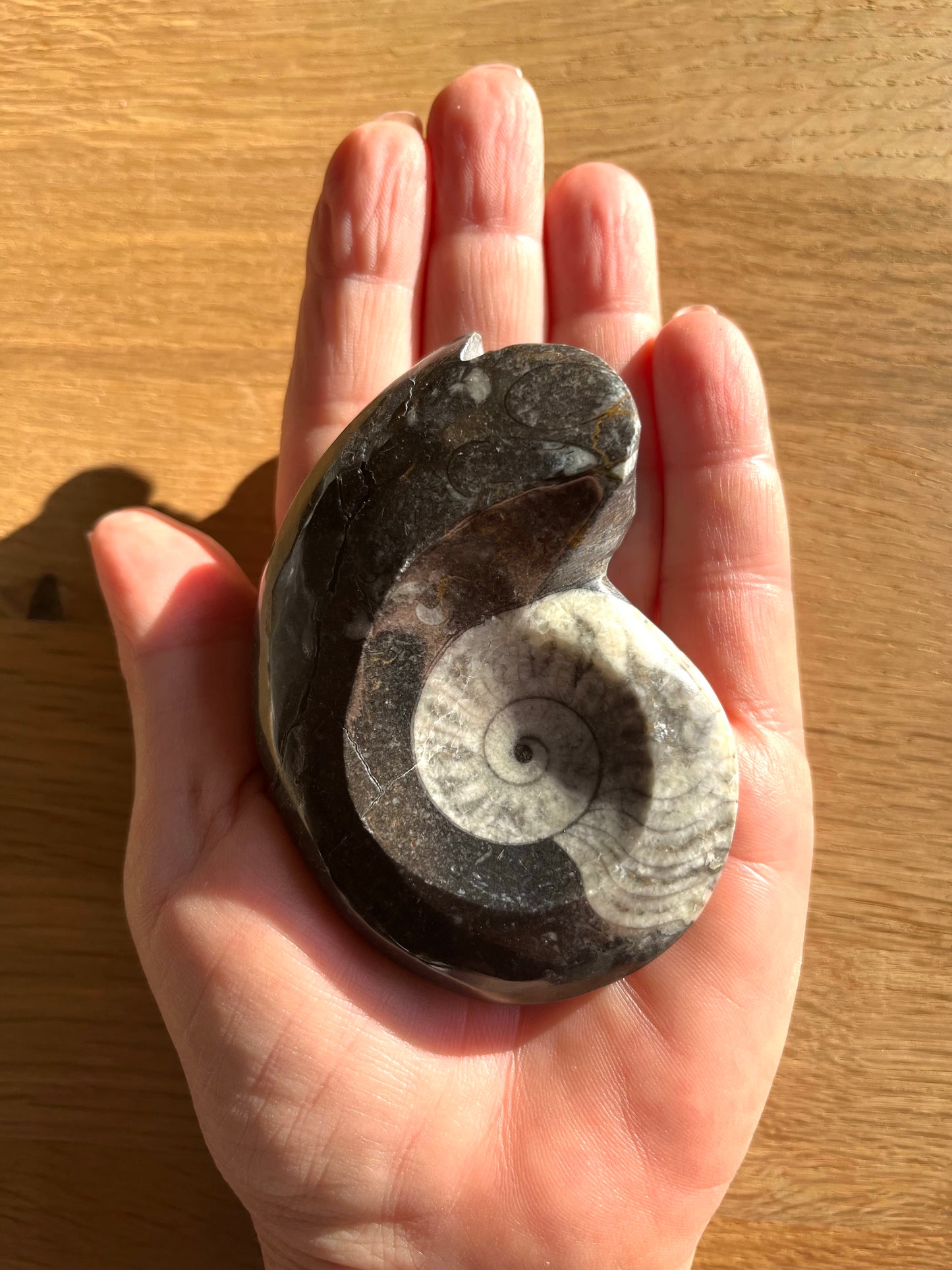Goniatite 8.5cm du Maroc promo 28€