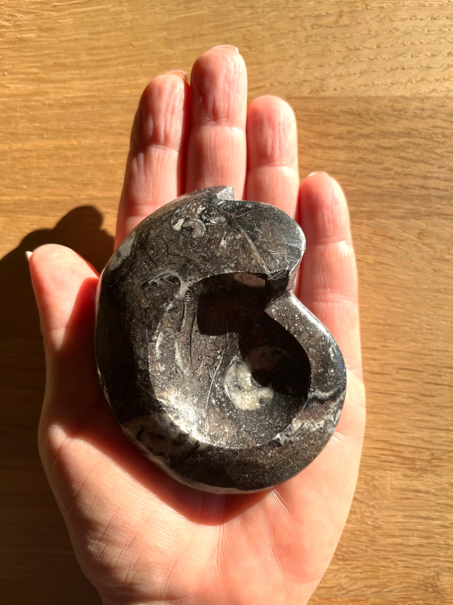 Goniatite 8.5cm du Maroc promo 28€