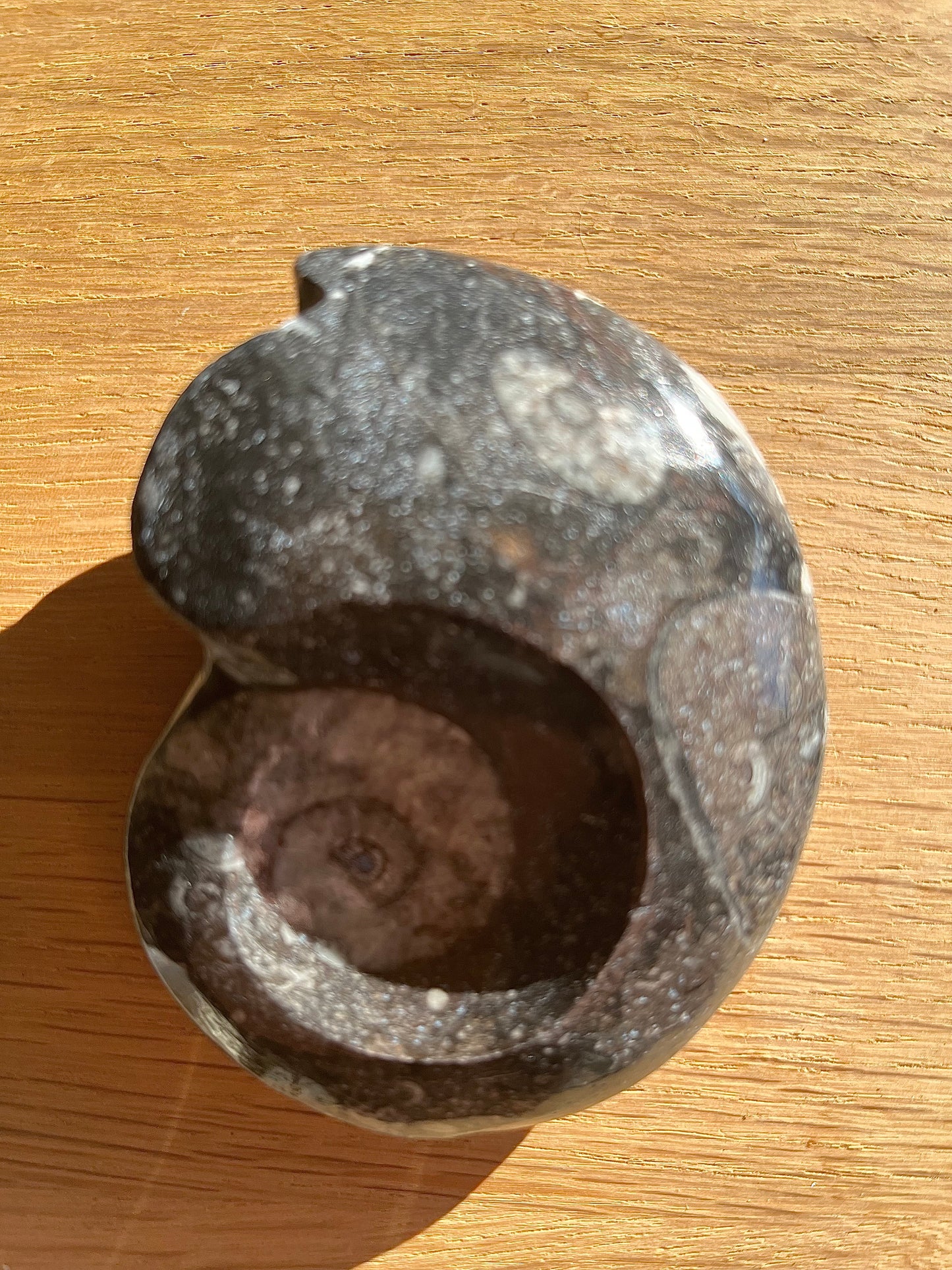Goniatite 8.5cm du Maroc promo 28€