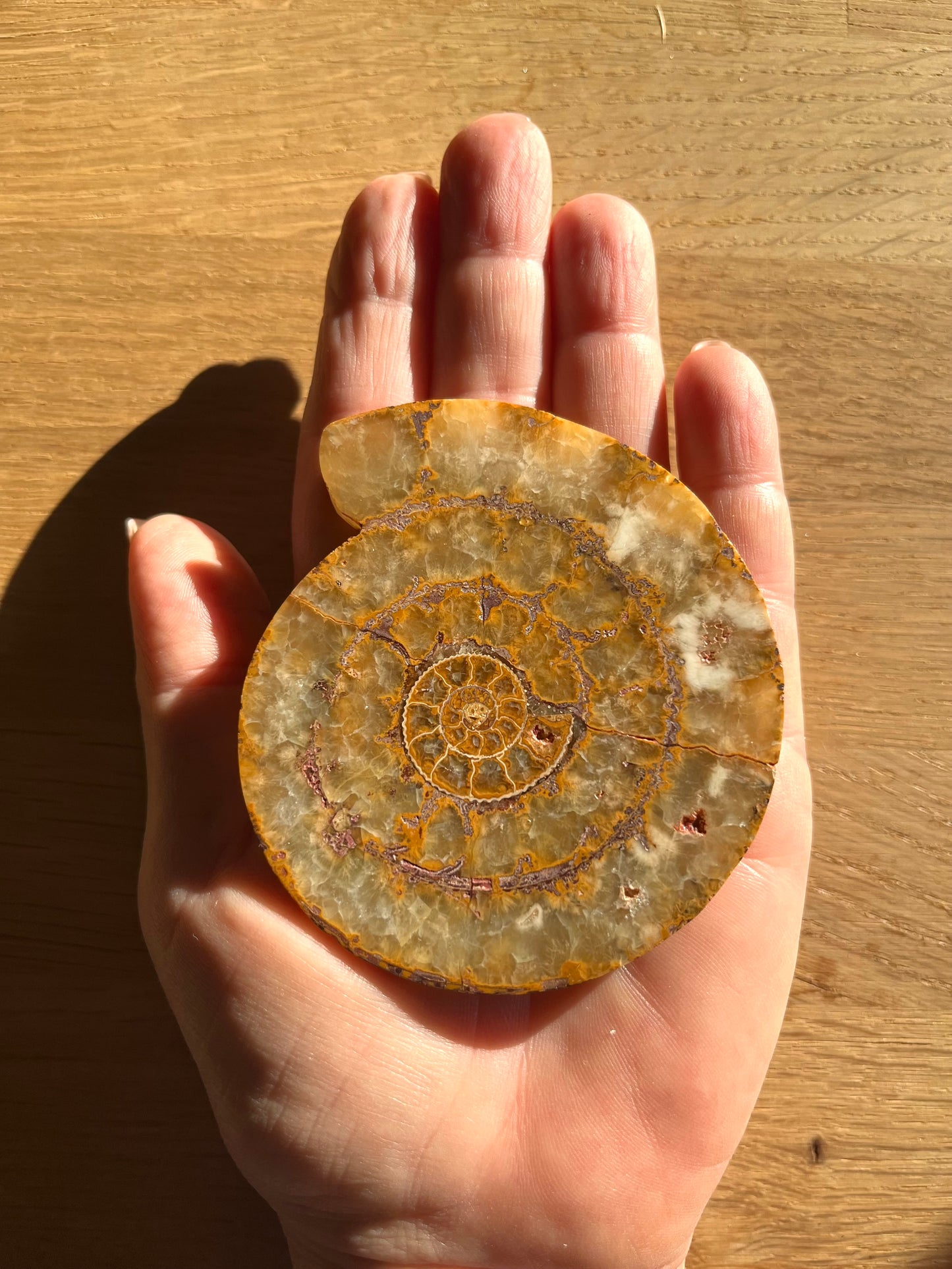 Ammonite sciée polie 8.5cm 22eur