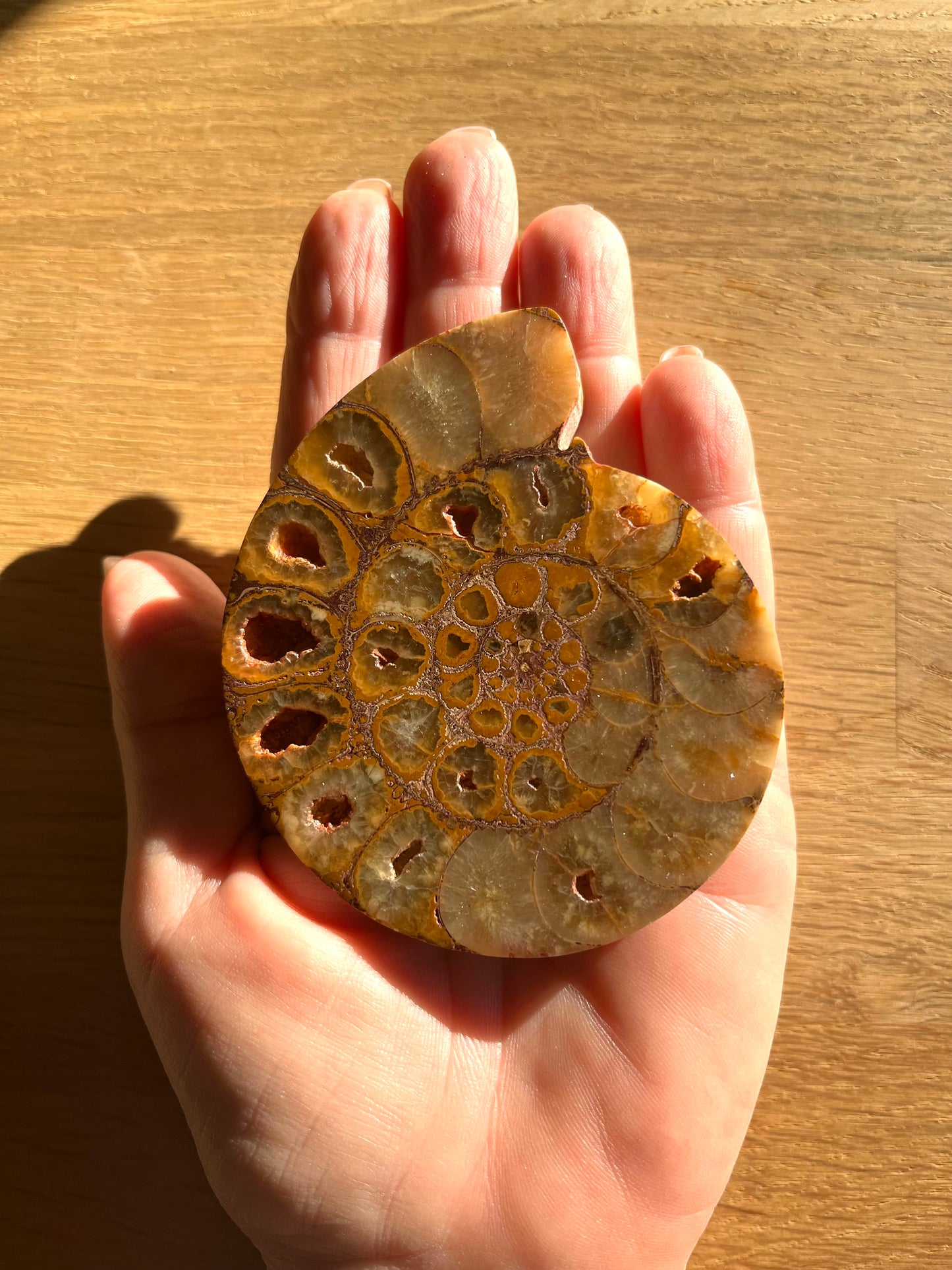 Ammonite sciée polie 8.5cm 22eur