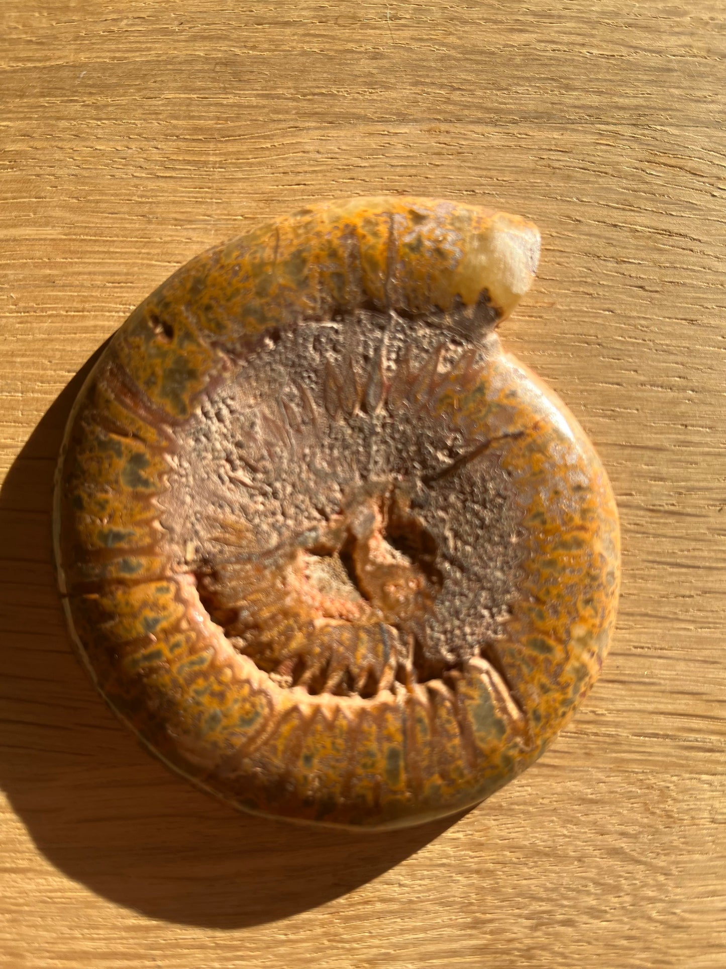 Ammonite sciée polie 8.5cm 22eur