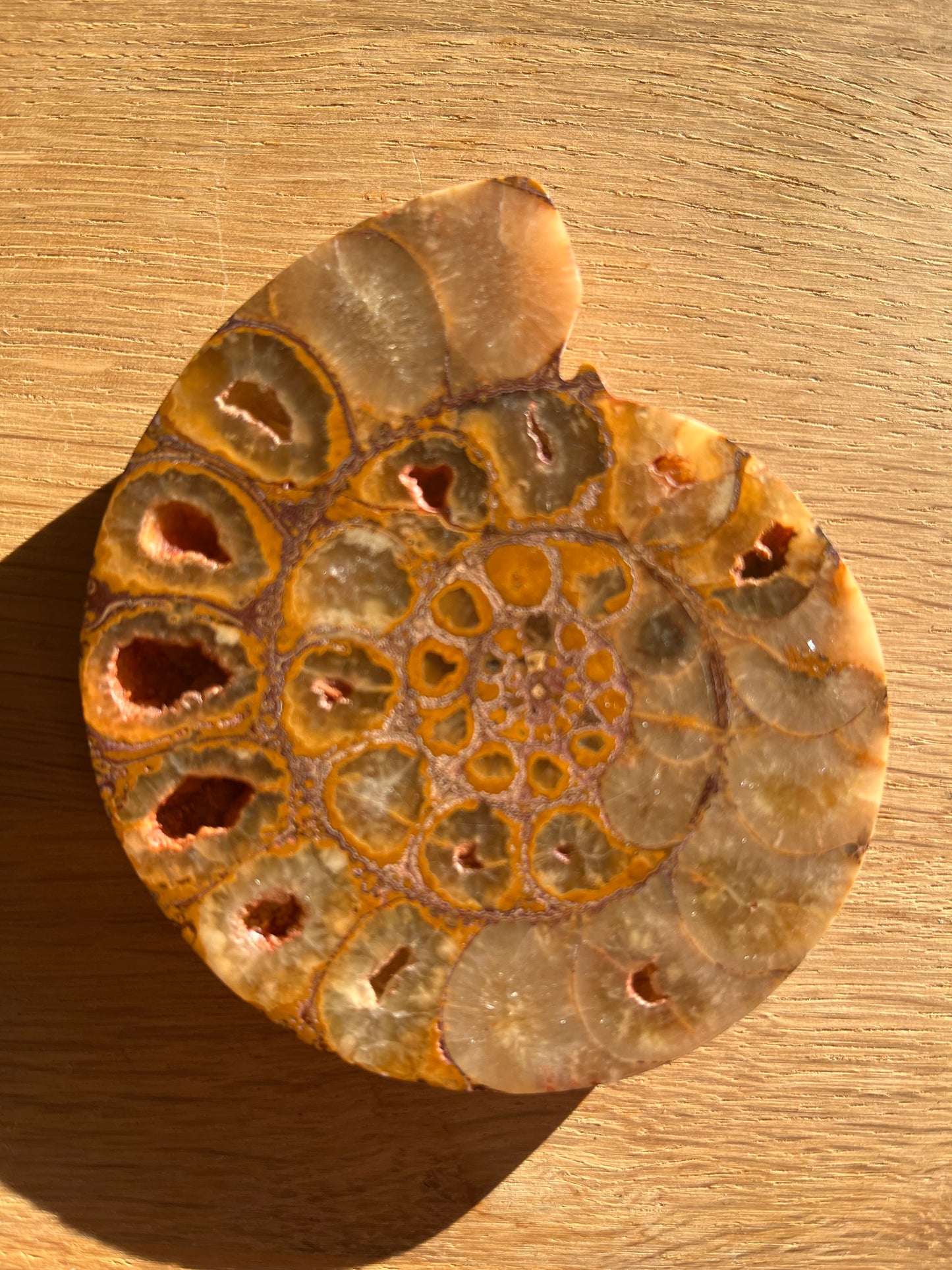 Ammonite sciée polie 8.5cm 22eur