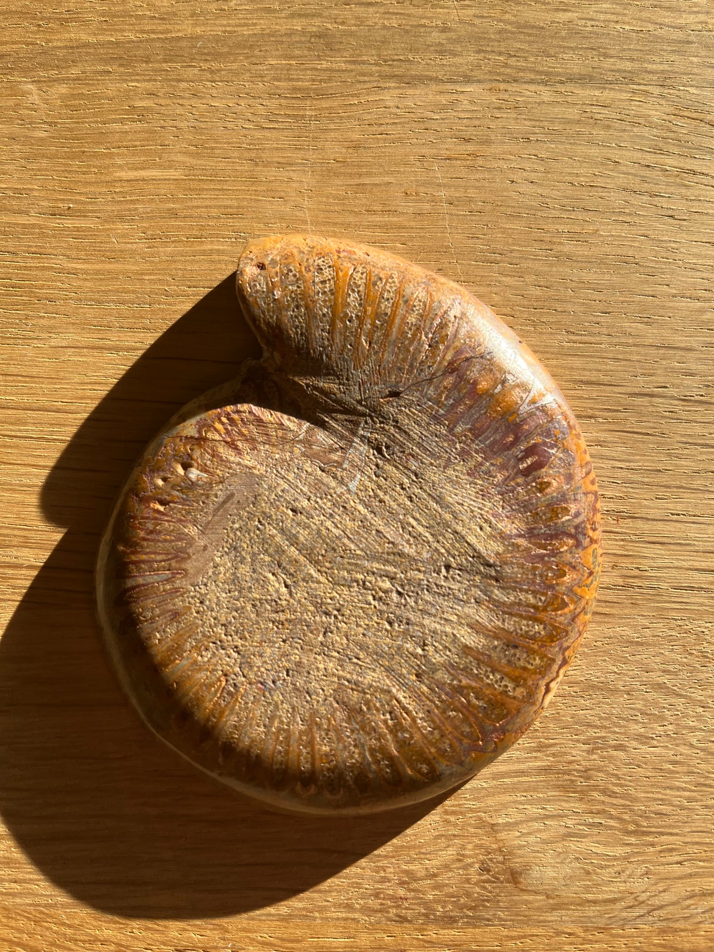 Ammonite sciée polie 8.5cm 22eur