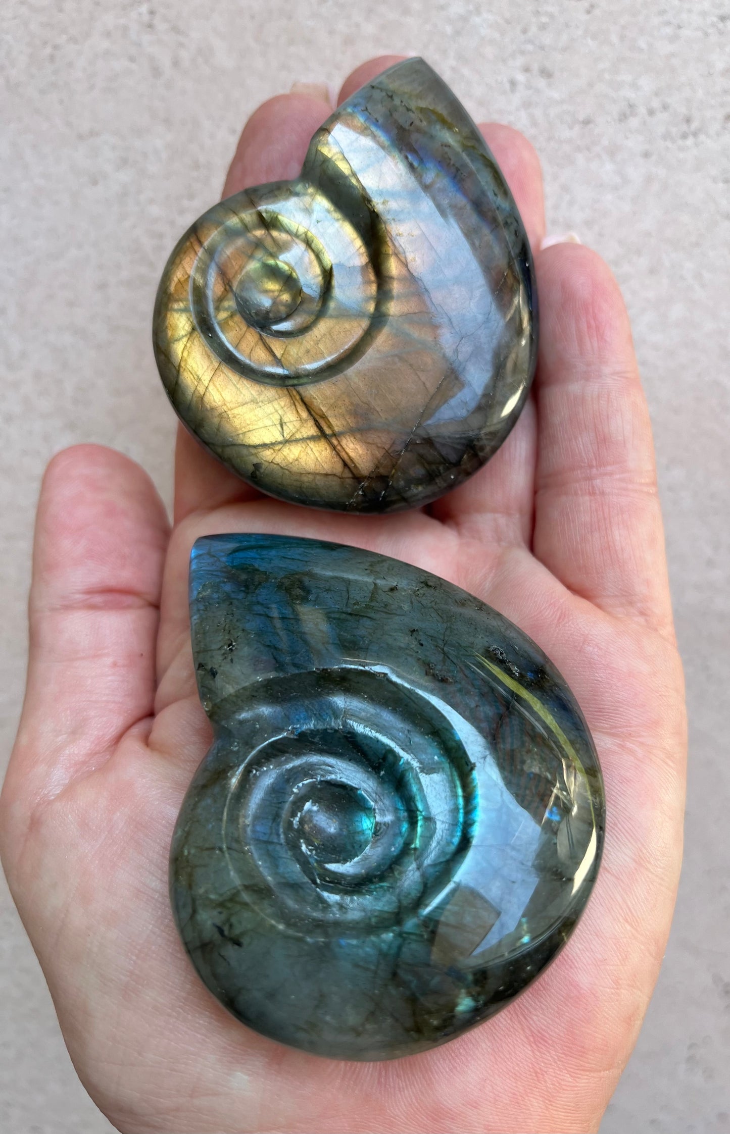 Labradorite en forme d' Ammonite 7/ 7.5 cm